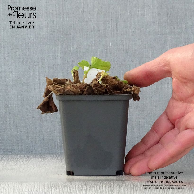 Amostra de Geum Eos - Benoîte à feuillage doré et fleurs orange vif Vaso de 8/9 cm tal como entregue no inverno