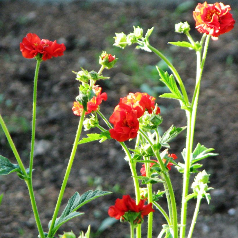 Geum chiloense Feuerball (Hábito)