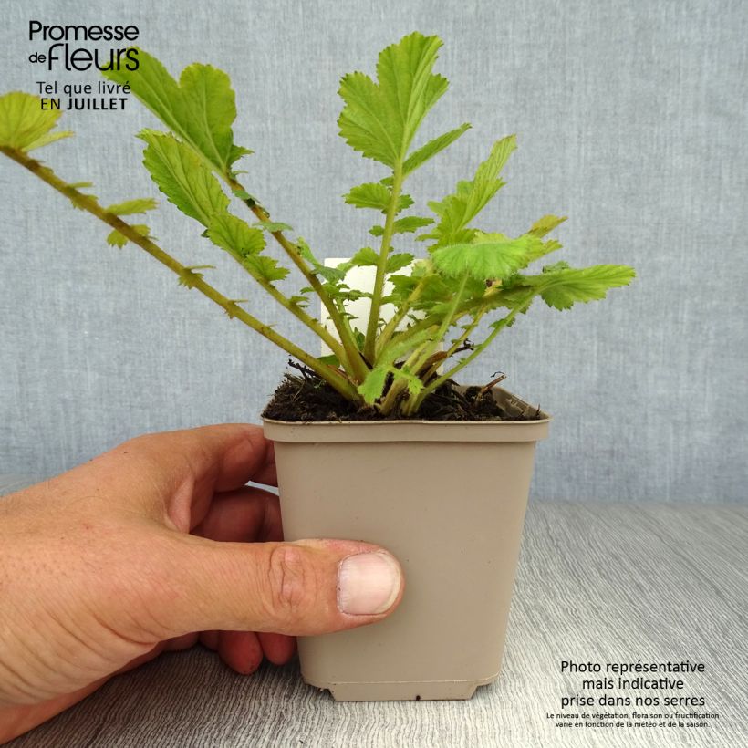 Amostra de Geum chiloense Feuerball Vaso de 8/9 cm tal como entregue no verão