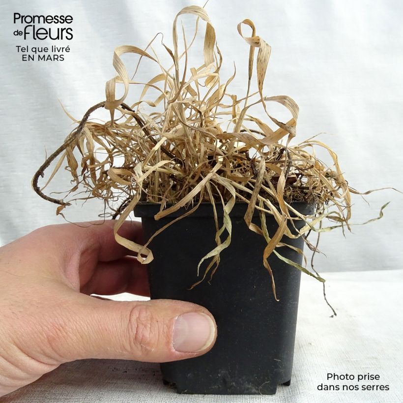 Amostra de Geum Feuerball - Benoîte rouge-orangé  Vaso de 8/9 cm tal como entregue no inverno