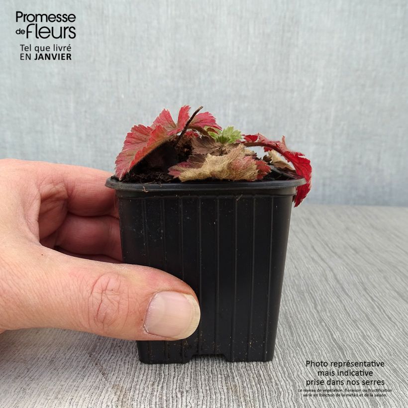 Amostra de Geum Fiery Tempest Vaso de 8/9 cm tal como entregue no inverno