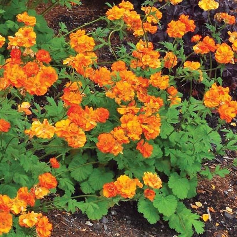 Geum Fire Storm® (Hábito)