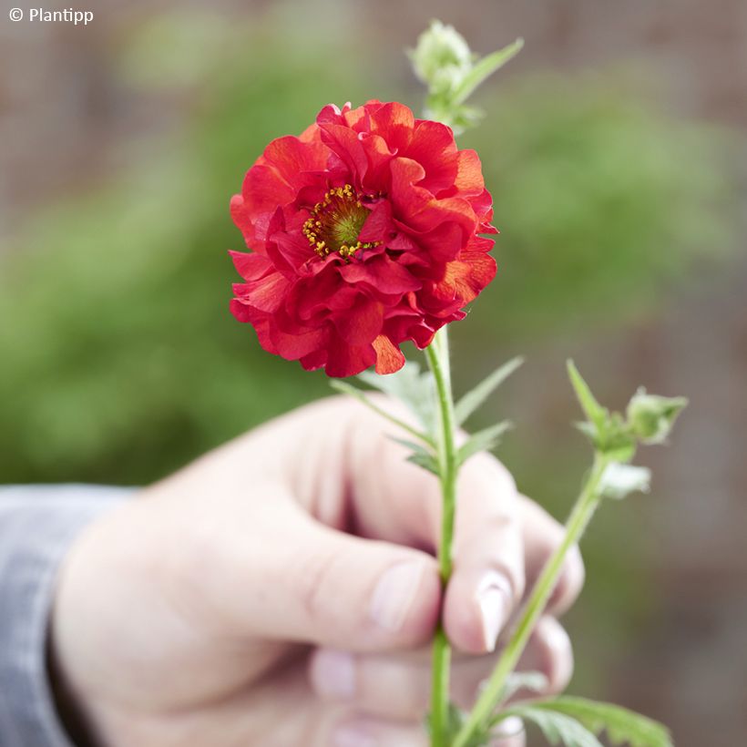 Geum Firestarter (Floração)