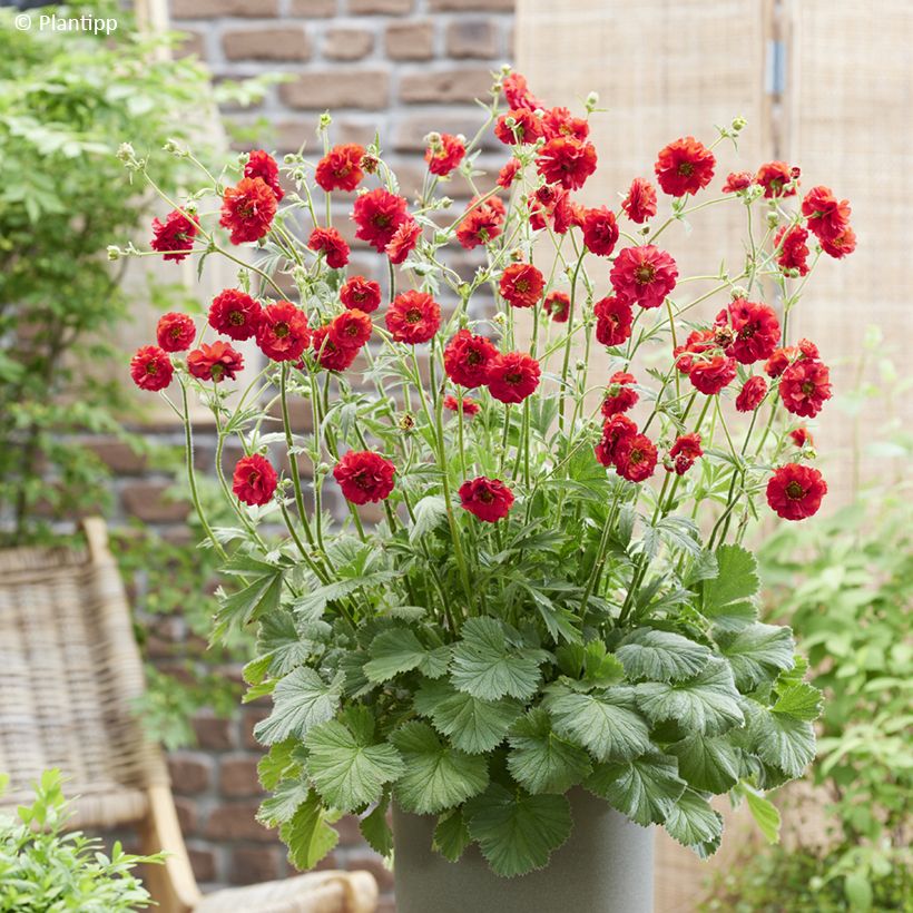 Geum Firestarter (Hábito)