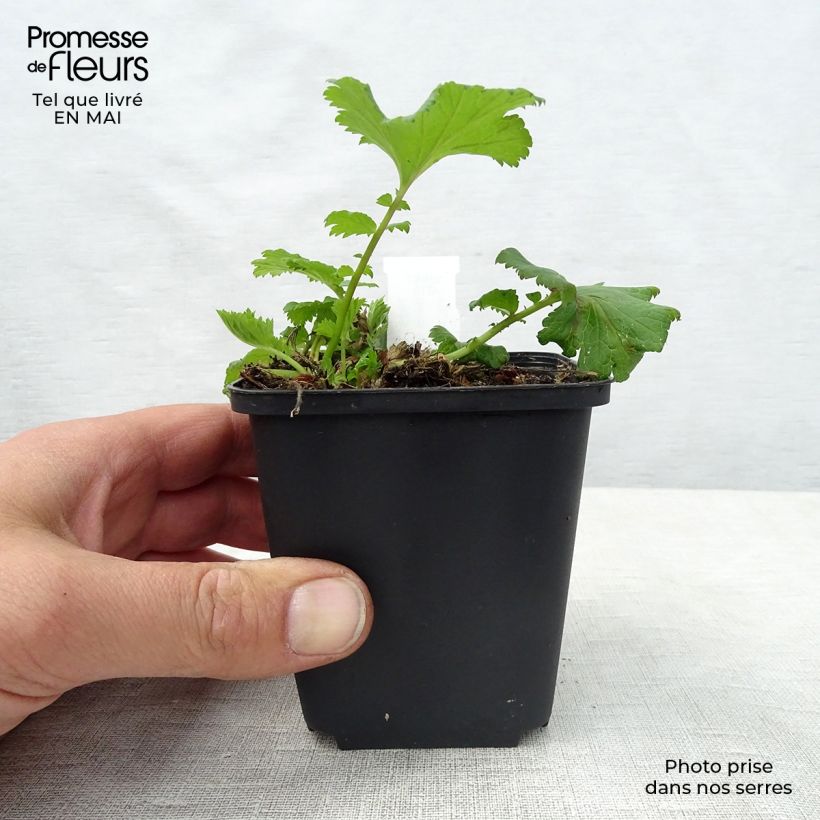 Amostra de Geum Flames of Passion Vaso de 8/9 cm tal como entregue na primavera