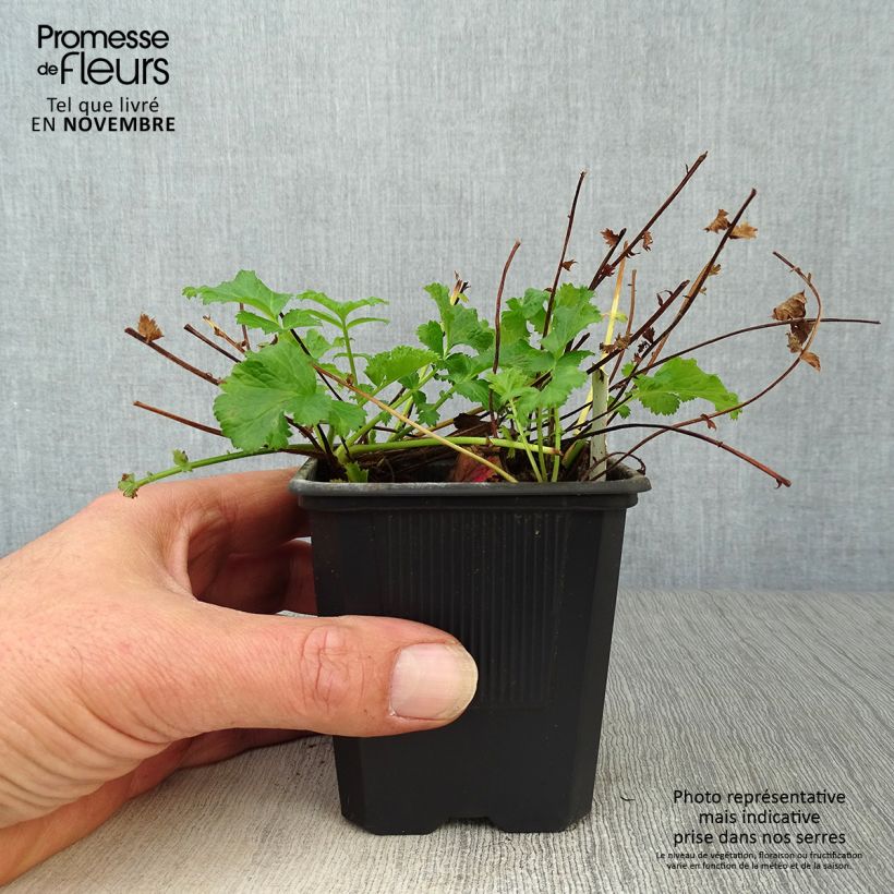 Amostra de Geum Flames of Passion Vaso de 8/9 cm tal como entregue no outono