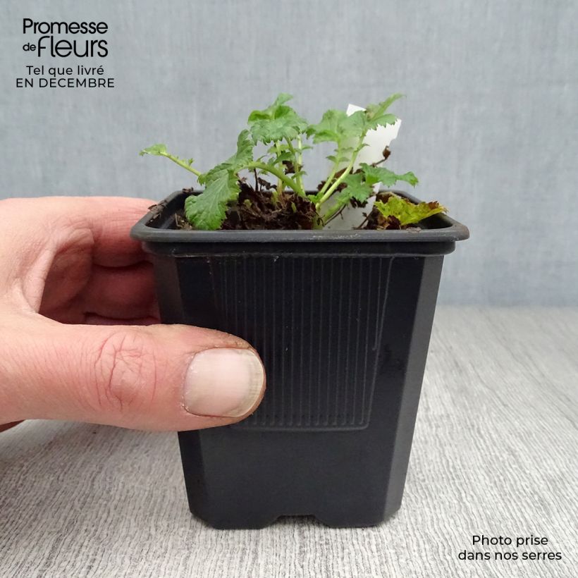 Amostra de Geum Flames of Passion Vaso de 8/9 cm tal como entregue no inverno