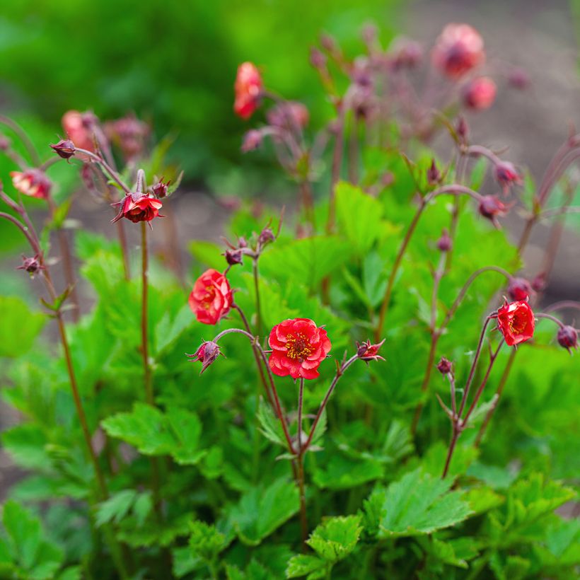 Geum Flames of Passion (Hábito)