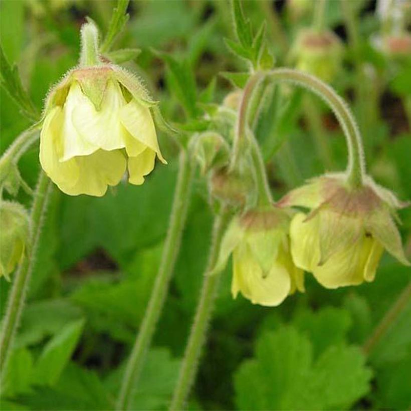 Geum rivale Lemon Drops (Floração)
