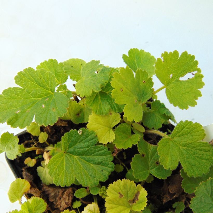Geum rivale Lemon Drops (Folhagem)