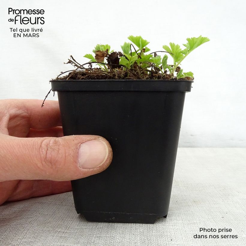 Amostra de Geum rivale Lemon Drops Vaso de 8/9 cm tal como entregue na primavera