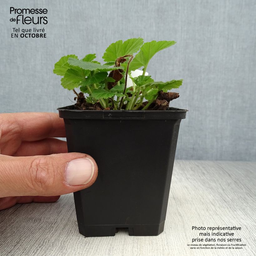 Amostra de Geum rivale Lemon Drops Vaso de 8/9 cm tal como entregue no outono