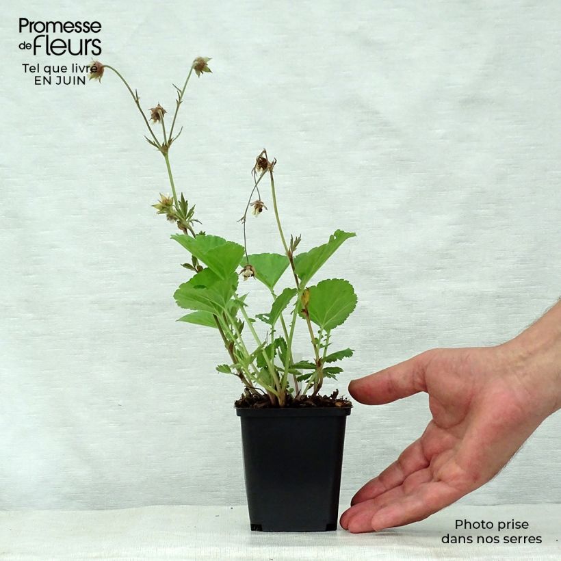 Amostra de Geum rivale Lemon Drops Vaso de 8/9 cm tal como entregue no verão
