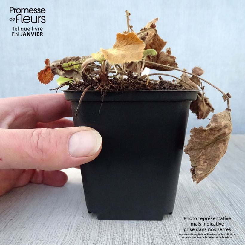 Amostra de Geum Lemon Drops - Benoîte Vaso de 8/9 cm tal como entregue no inverno