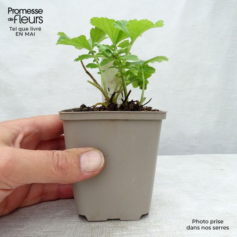 Amostra de Geum Mai Tai Vaso de 8/9 cm tal como entregue na primavera