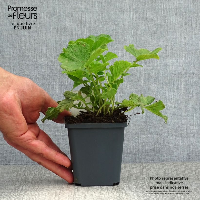 Amostra de Geum Mai Tai Vaso de 8/9 cm tal como entregue no verão