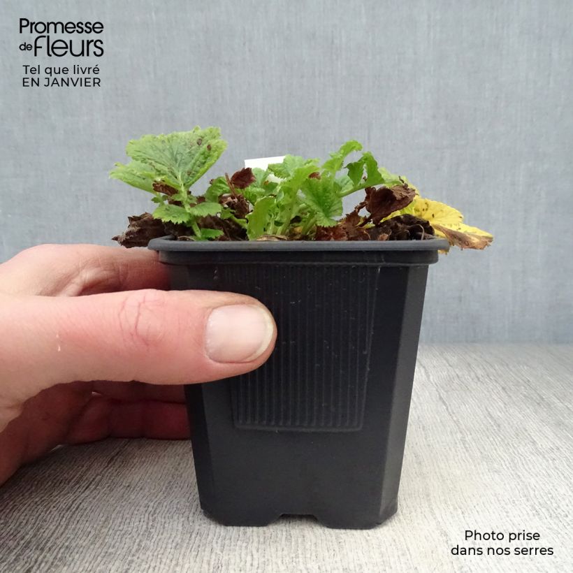 Amostra de Geum Mai Tai Vaso de 8/9 cm tal como entregue no inverno