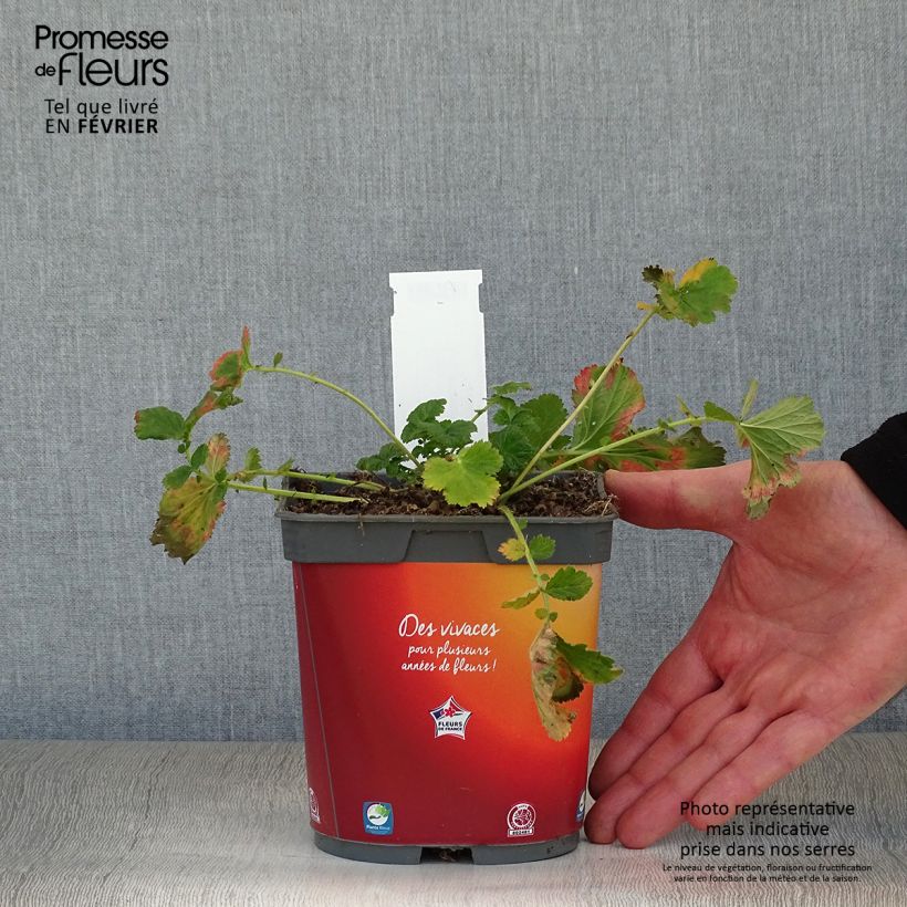 Amostra de Geum Mai Tai Vaso de 2 L/3 L tal como entregue no inverno