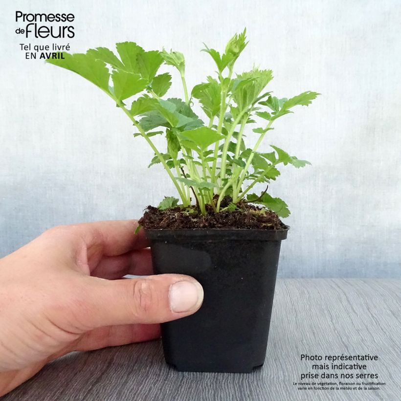 Amostra de Geum Mai Tai Vaso de 2 L/3 L tal como entregue na primavera