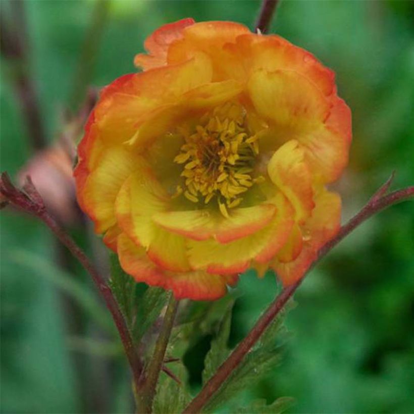 Geum coccineum Nonna (Floração)