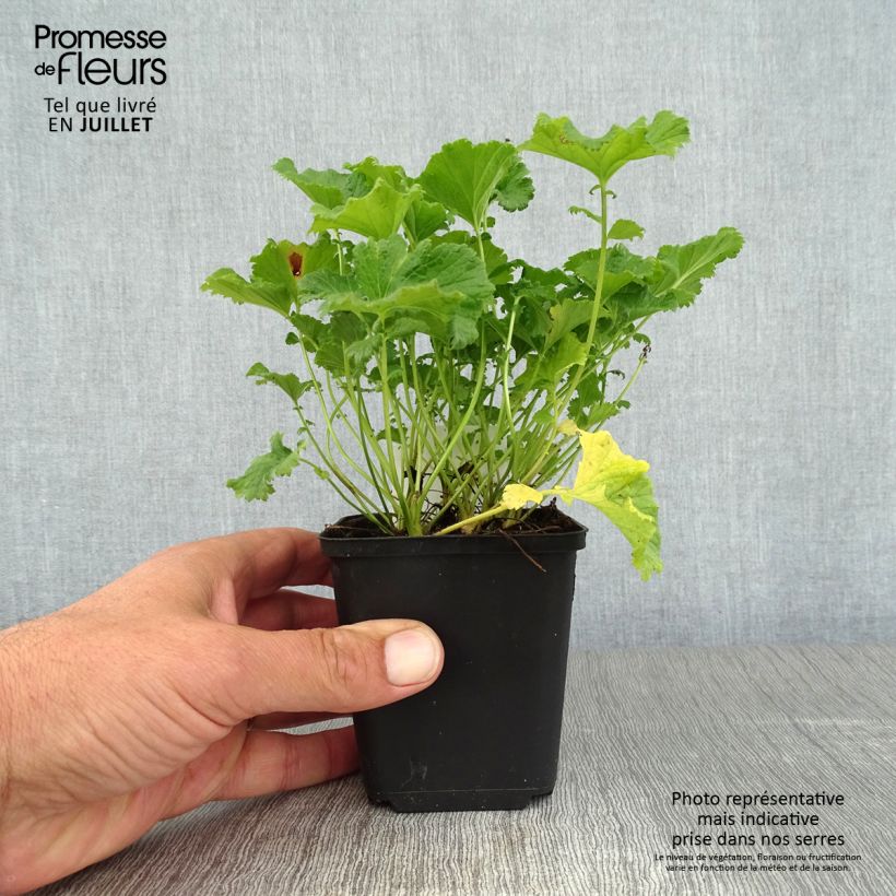 Amostra de Geum coccineum Nonna Vaso de 7/8 cm tal como entregue no verão