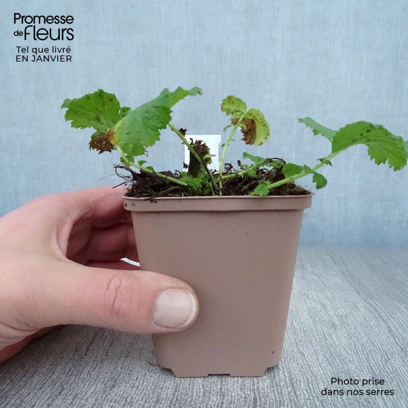 Amostra de Geum Nonna - Benoîte Vaso de 7/8 cm tal como entregue no inverno