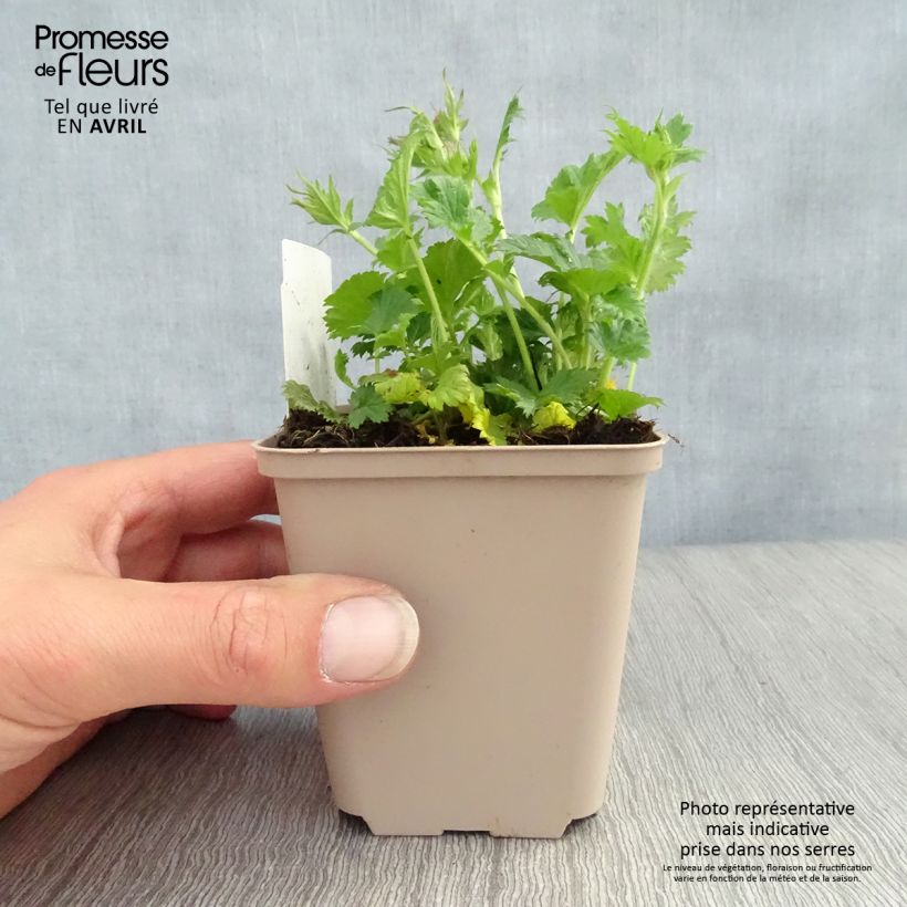 Amostra de Geum coccineum Nonna Vaso de 7/8 cm tal como entregue na primavera