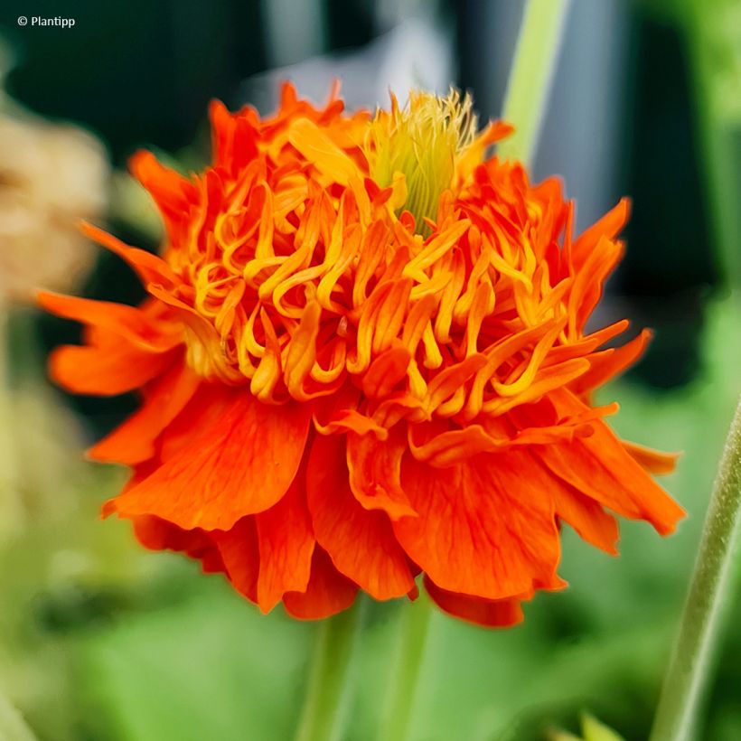 Geum Orange Pumpkin (Floração)