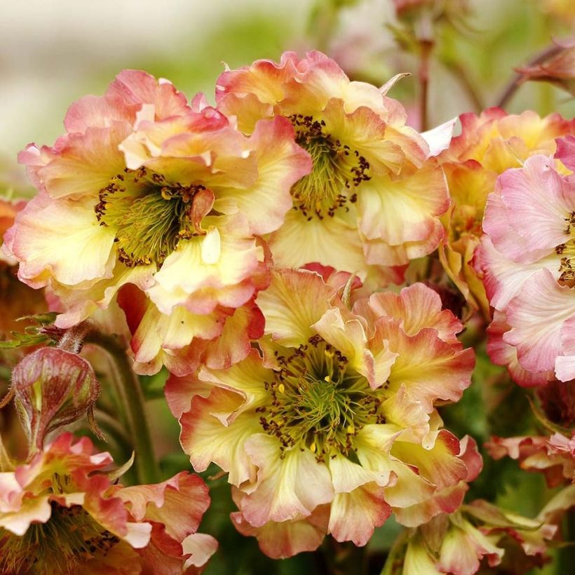 Geum Pretticoats Peach (Floração)