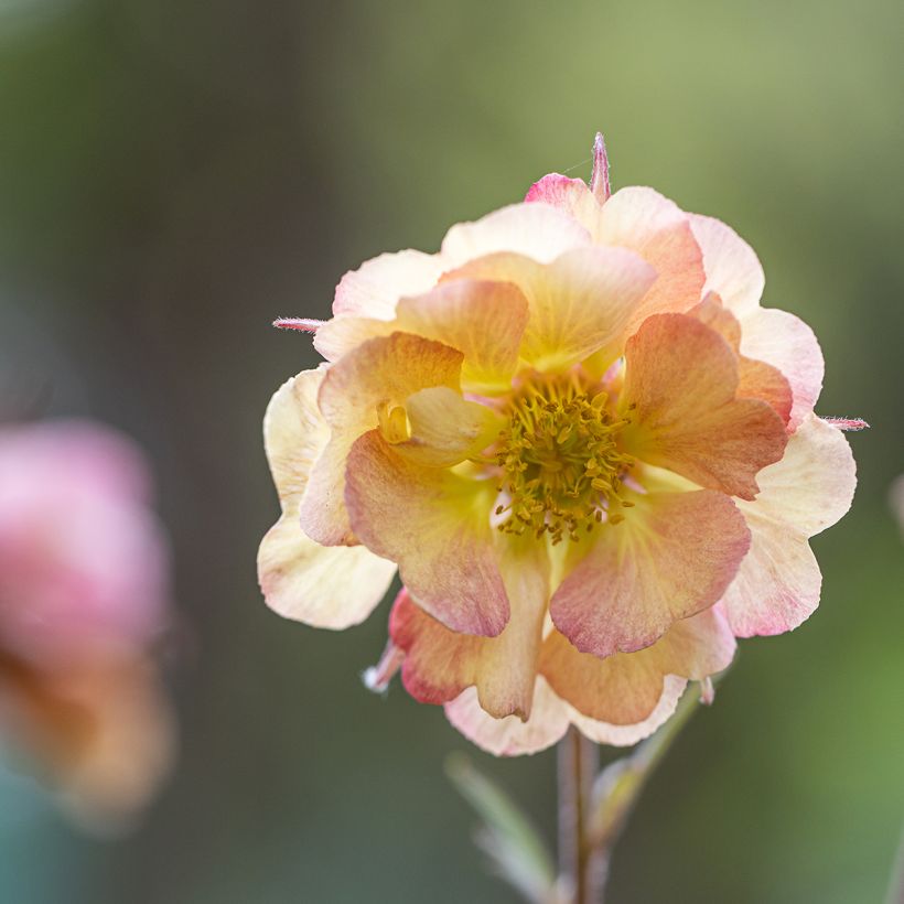 Geum Pretticoats Peach (Floração)