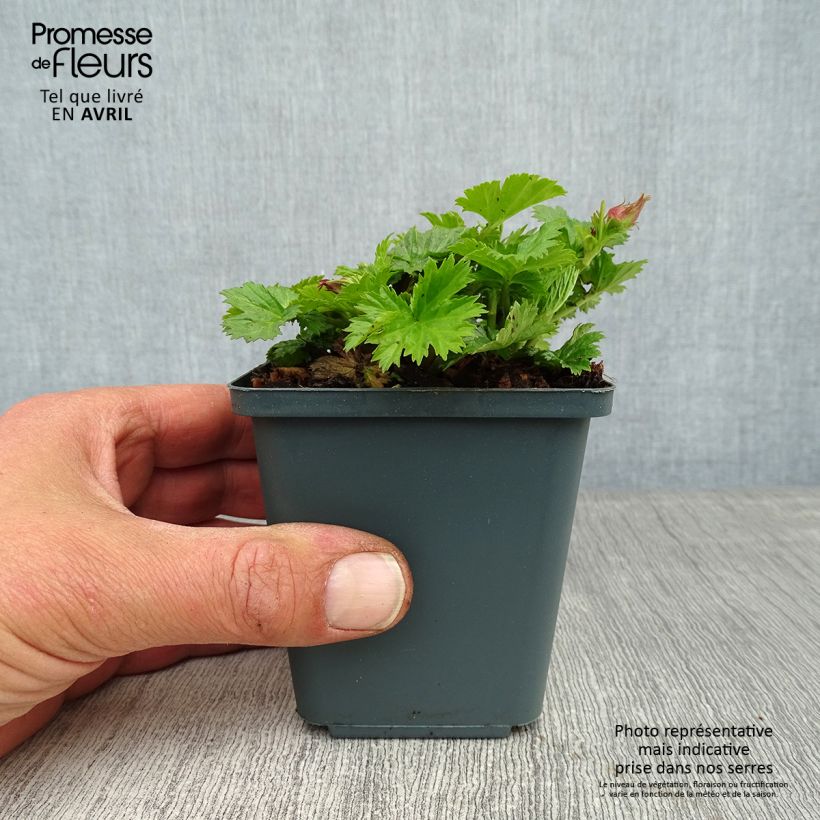 Amostra de Geum Pretticoats Peach Vaso de 8/9 cm tal como entregue na primavera