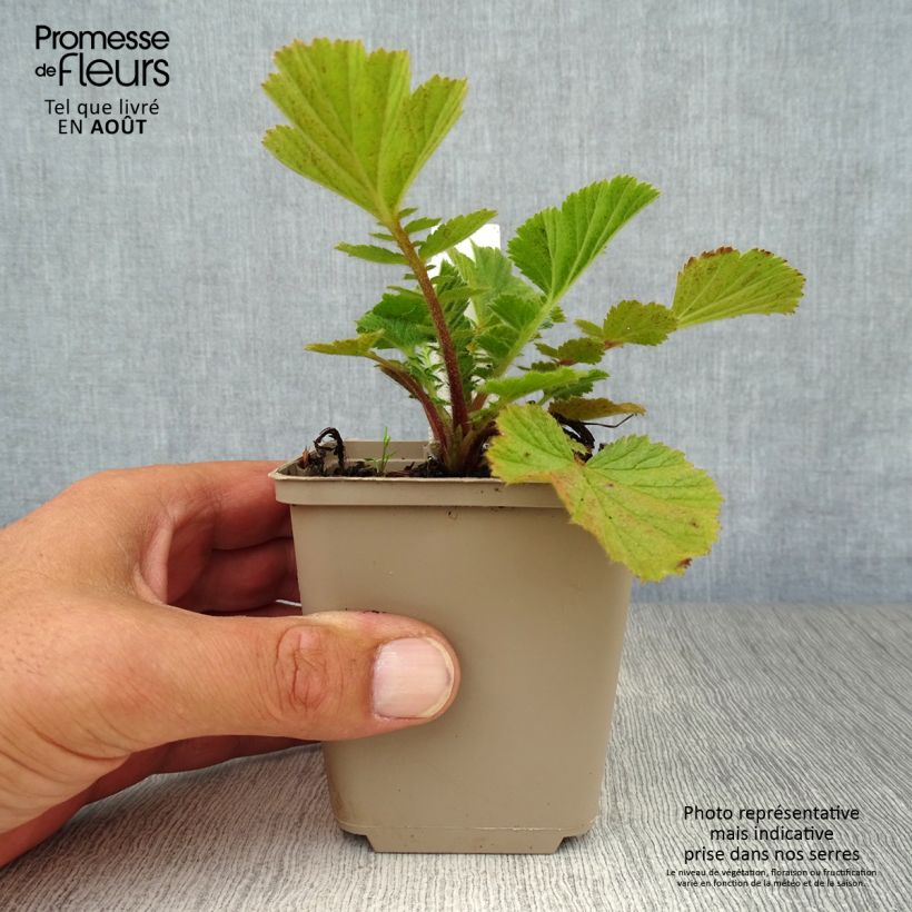 Amostra de Geum Prinses Juliana Vaso de 8/9 cm tal como entregue no verão