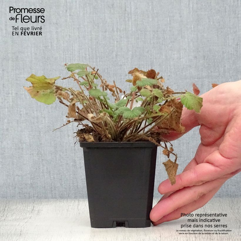 Amostra de Geum Prinses Juliana - Benoite orange et jaune Vaso de 8/9 cm tal como entregue no inverno