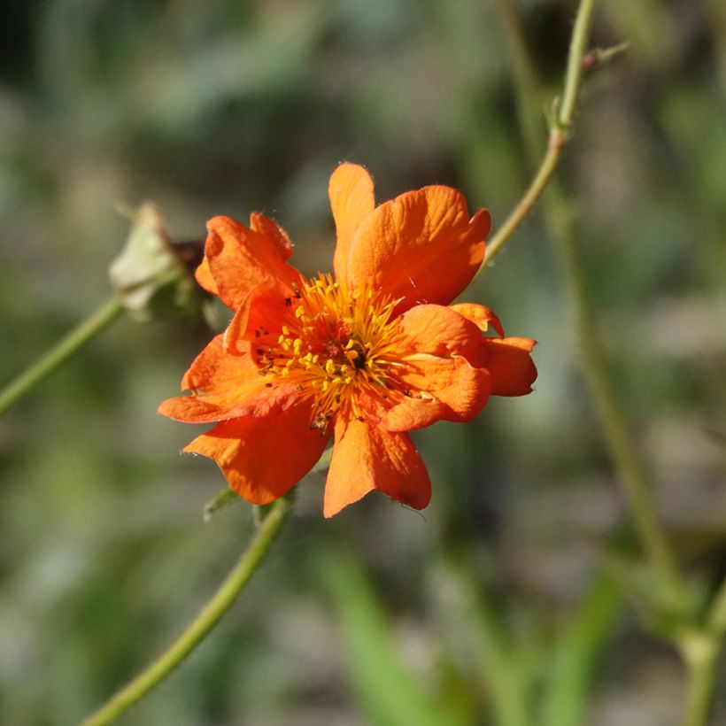 Geum Prinses Juliana (Floração)