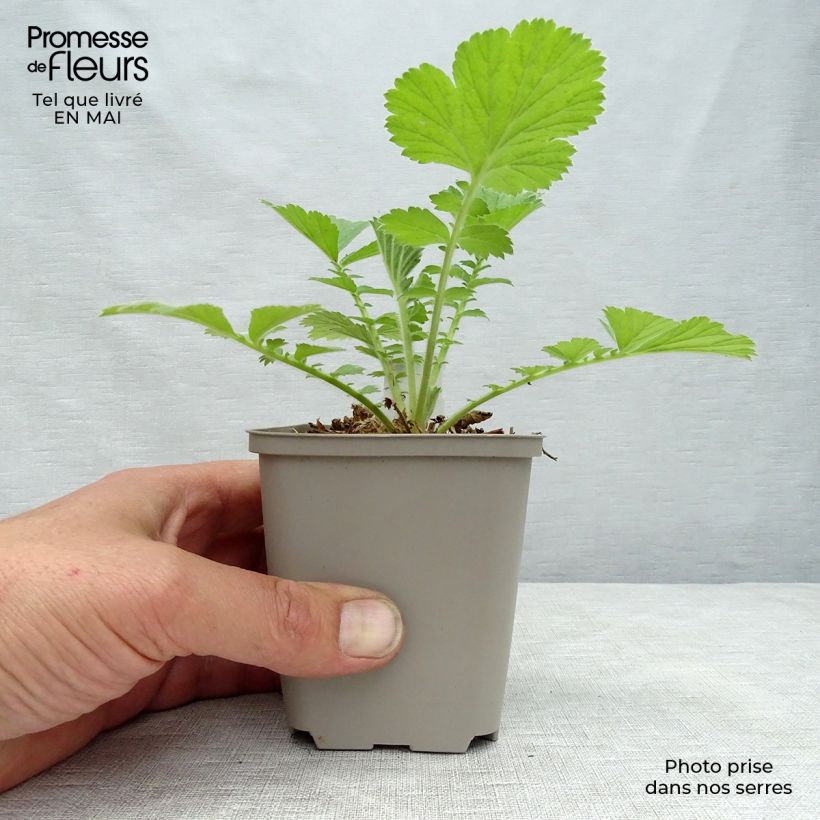 Amostra de Geum Scarlet Tempest Vaso de 8/9 cm tal como entregue na primavera