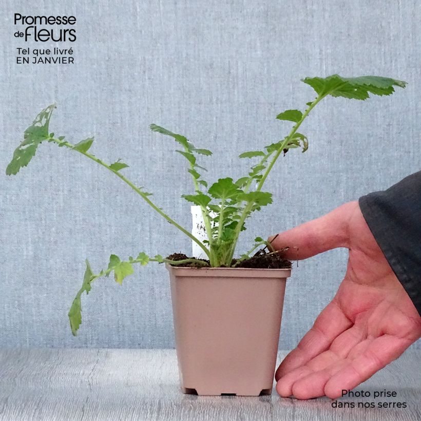 Amostra de Geum Scarlet Tempest - Benoîte hybride Vaso de 8/9 cm tal como entregue no inverno