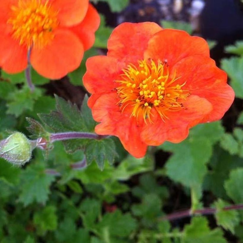 Geum chiloense Sigiswang (Floração)
