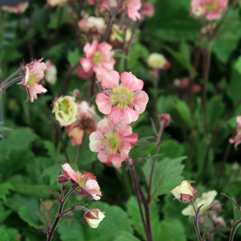 Geum Tempo Rose (Floração)