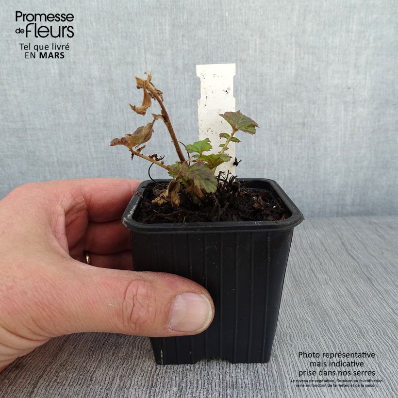 Amostra de Geum Tempo Rose - Benoîte Godet de 8/9 cm tal como entregue no inverno