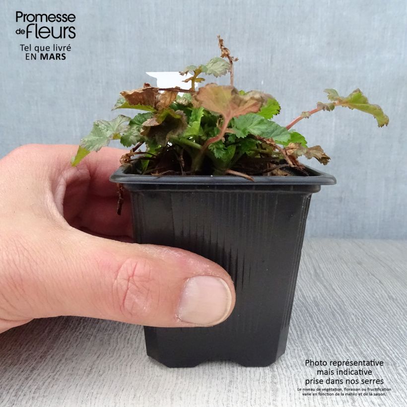 Amostra de Geum Tempo Rose Vaso de 8/9 cm tal como entregue na primavera