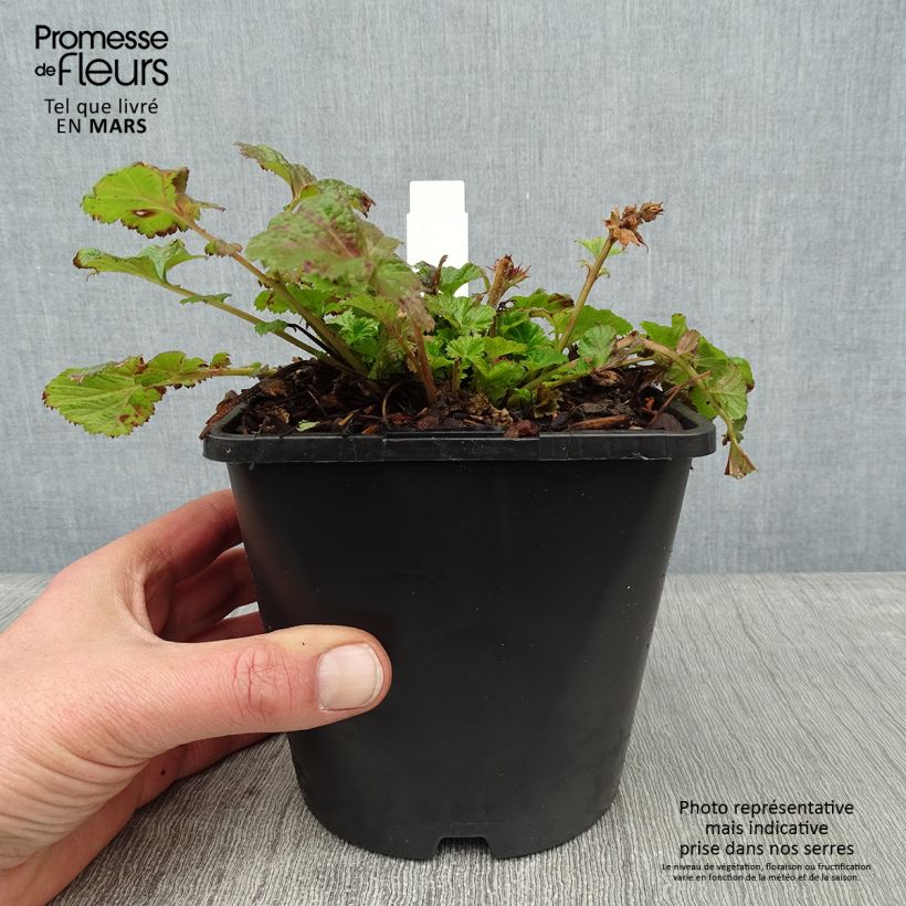 Amostra de Geum Tempo Rose - Benoîte Pot de 2L/3L tal como entregue no inverno