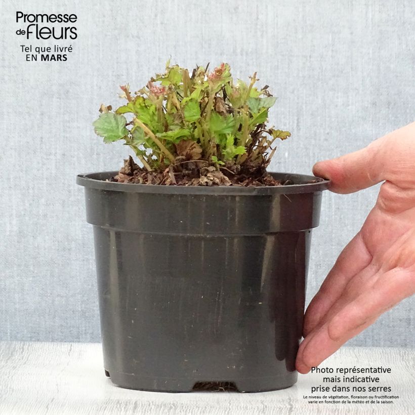 Amostra de Geum Tempo Rose Vaso de 2 L/3 L tal como entregue na primavera