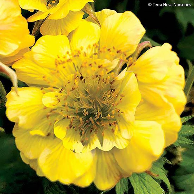 Geum Tempo Yellow (Floração)