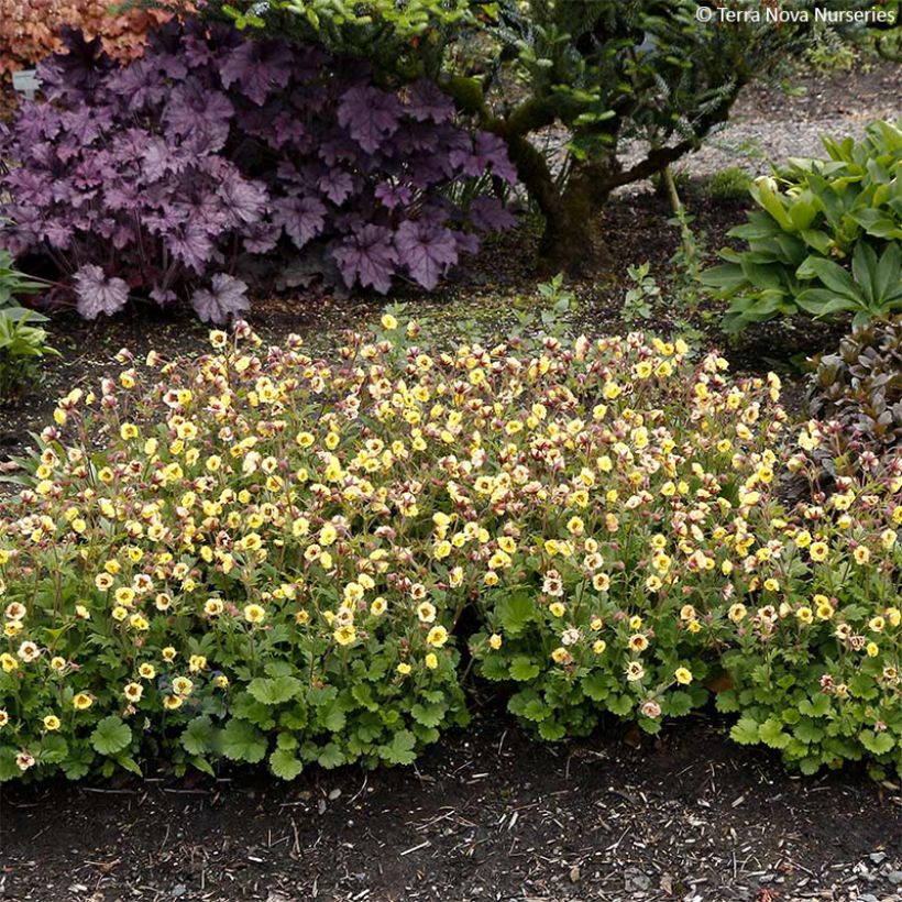 Geum Tempo Yellow (Hábito)