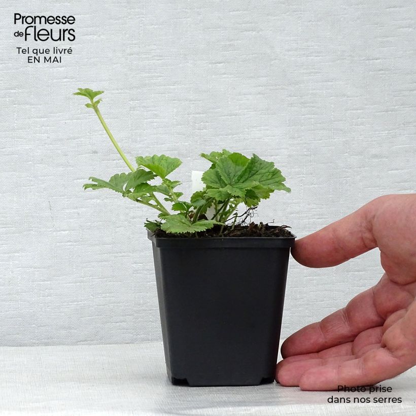 Amostra de Geum Tequila Sunrise Vaso de 8/9 cm tal como entregue na primavera