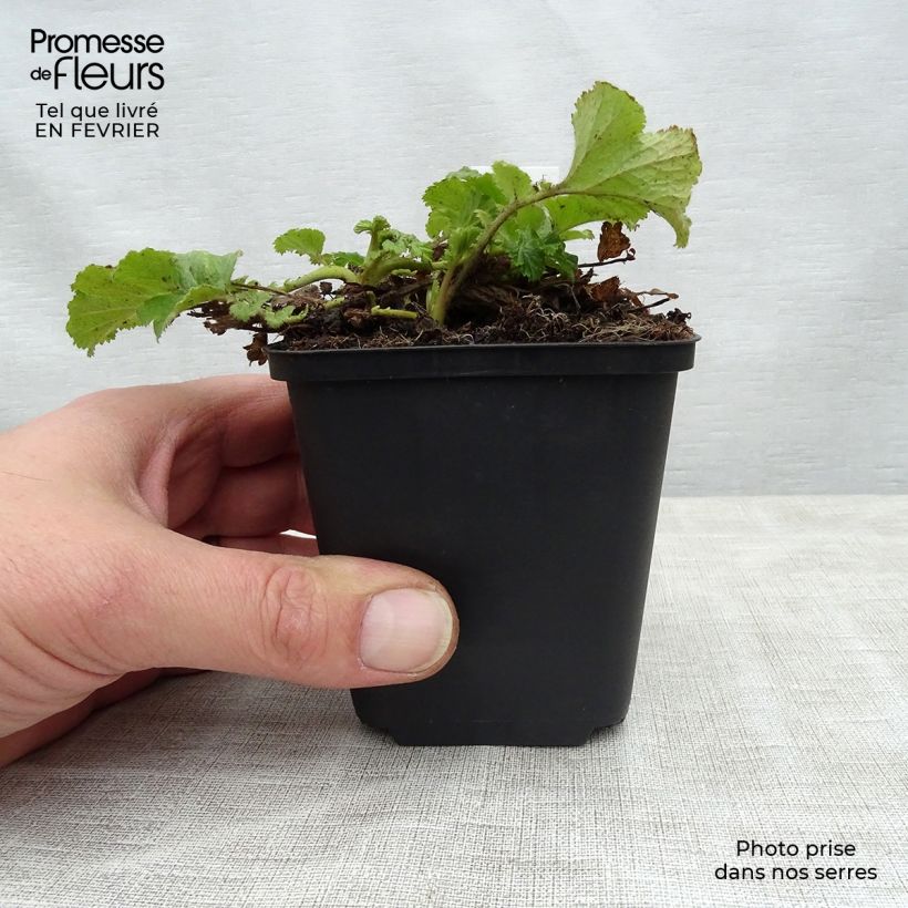 Amostra de Geum Tequila Sunrise - Benoîte  Vaso de 2 L/3 L tal como entregue no inverno