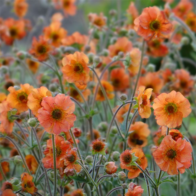 Geum Totally Tangerine (Floração)