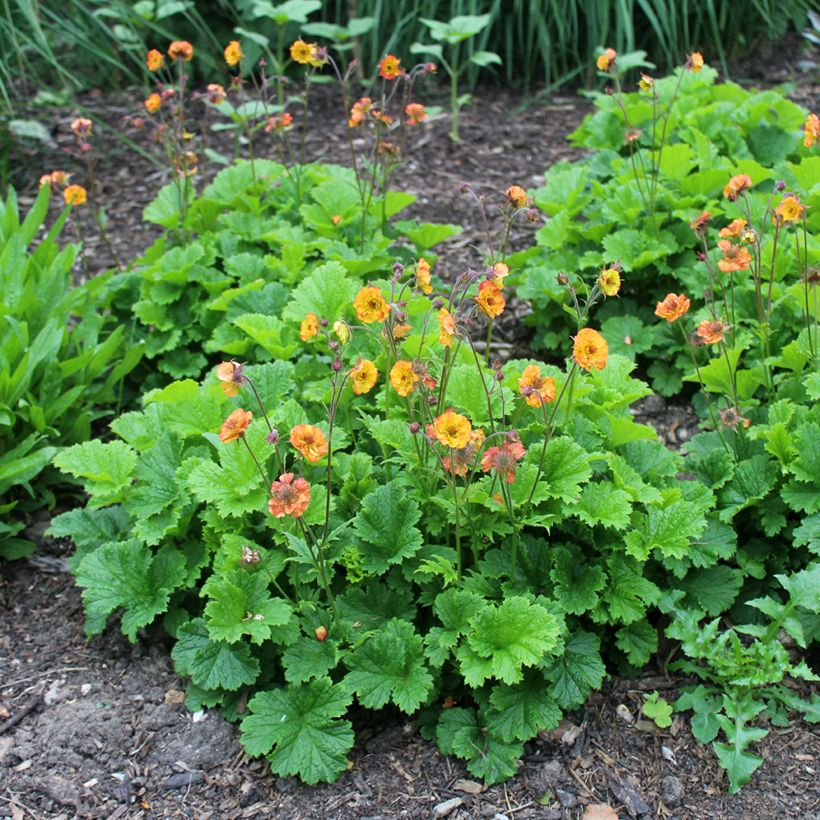 Geum Totally Tangerine (Hábito)