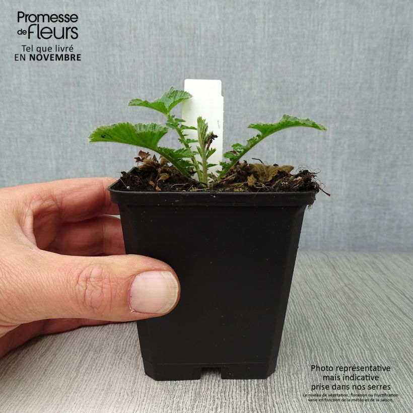 Amostra de Geum Totally Tangerine Vaso de 8/9 cm tal como entregue no outono