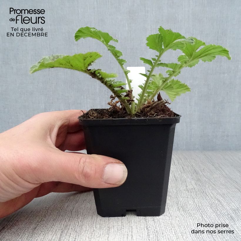 Amostra de Geum Totally Tangerine - Benoîte orange vif Vaso de 8/9 cm tal como entregue no inverno